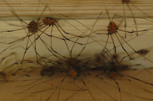 A close-up of several long-legged spiders on a wooden surface, showcasing their thin bodies and delicate features.