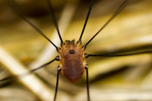 Close-up of a brown spider with long legs, set against a blurred background of dry grass or straw.
