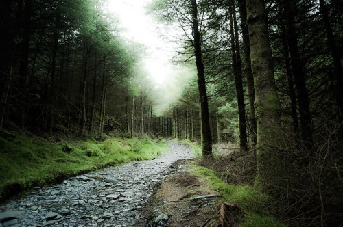 A serene forest path lined with tall trees and mossy ground, illuminated by soft, diffused light.