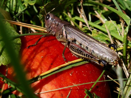 A close-up of a grasshopper resting on a red apple surrounded by green grass and leaves.