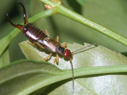 A close-up of a brown earwig perched on a green leaf, showcasing its pincers and long antennae.
