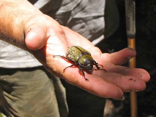 A person holds a large, green and black beetle in their palm, showcasing its detailed features.