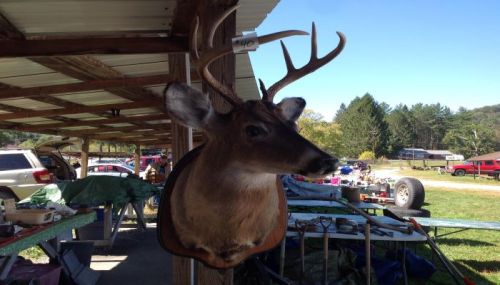 A mounted deer head with antlers displayed under a shelter, surrounded by outdoor equipment and vehicles.