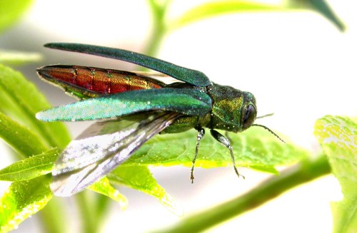 Close-up of a vibrant green and red insect with iridescent wings resting on a green leaf.