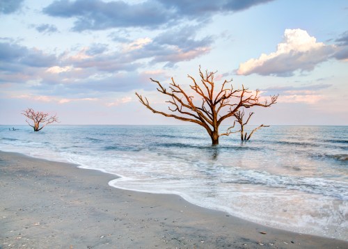 Barren trees stand in shallow water at the beach, with soft waves lapping at the shore under a pastel sky.