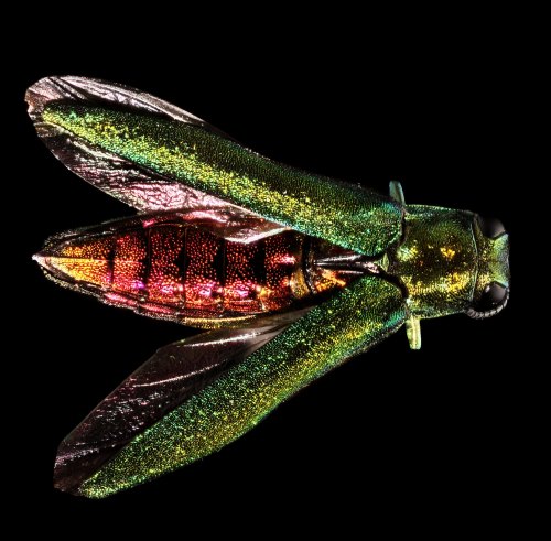 Close-up of a vibrant, iridescent insect with colorful wings and body, set against a black background.