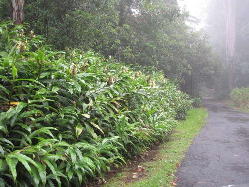Lush green foliage lines a misty path, surrounded by trees in a tranquil, forested setting.