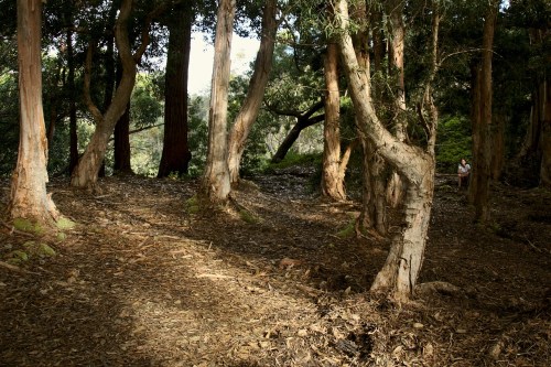 A serene forest scene with tall trees and dappled sunlight filtering through the leaves onto the forest floor.