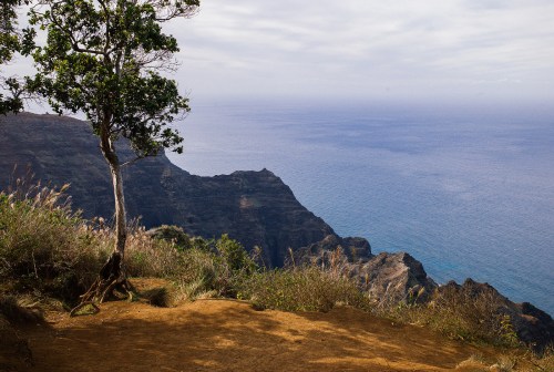 A scenic view of a cliffside overlooking the ocean, with a lone tree and lush vegetation in the foreground.