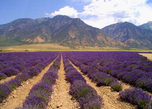 A vibrant lavender field stretches towards mountains under a blue sky with fluffy clouds.