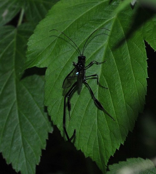 A black insect with long legs perched on a green leaf in a natural setting.