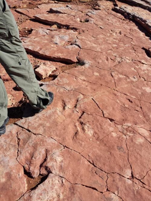 A person in green pants stands on cracked red rock terrain, showcasing natural geological features.