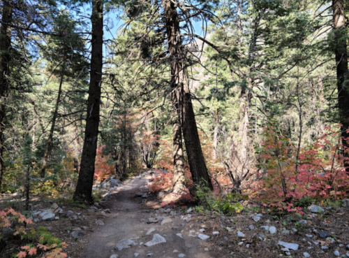 A winding trail through a forest with tall trees and colorful autumn foliage.