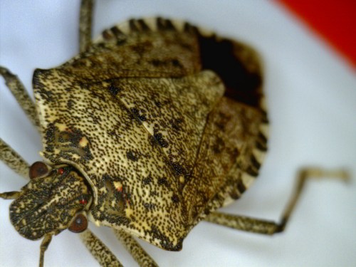 Close-up of a textured brown bug with a shield-shaped body on a white and red background.