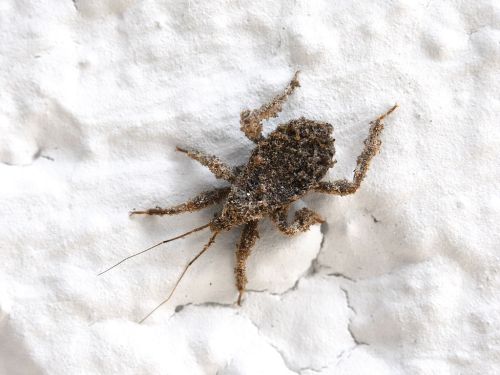 A small, textured insect blending into a white, cracked surface.
