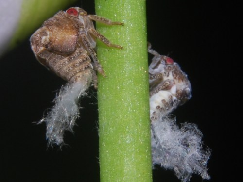 Two small insects with red eyes perched on a green plant stem, surrounded by white, fluffy material.