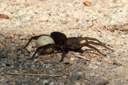 A dark spider carrying a round egg sac on a gravel surface, surrounded by small pebbles and dirt.