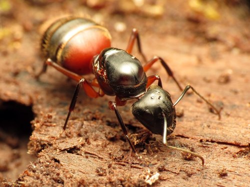 Close-up of a black and red ant on a wooden surface, showcasing its detailed body and antennae.