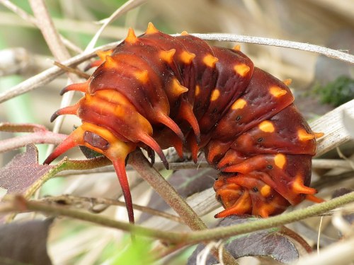 A spiky, reddish-brown caterpillar resting on dry leaves and twigs in a natural setting.