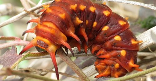 A colorful caterpillar with spiky orange and brown features resting on twigs and leaves.