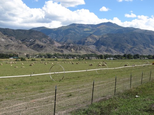 A scenic landscape featuring a green field with grazing sheep, mountains in the background, and a blue sky with clouds.