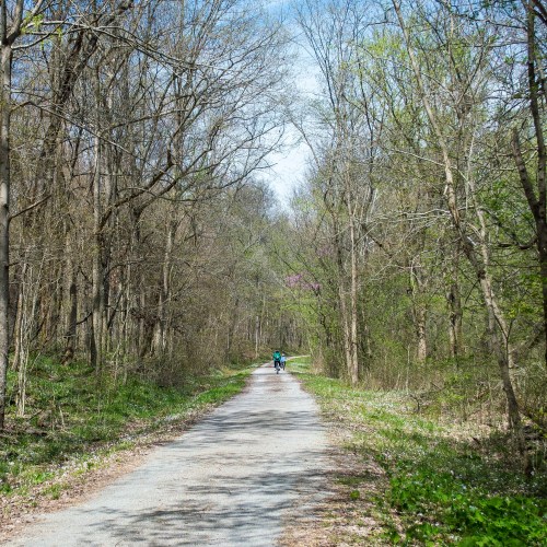 A peaceful forest path lined with trees, with two people walking in the distance on a sunny day.