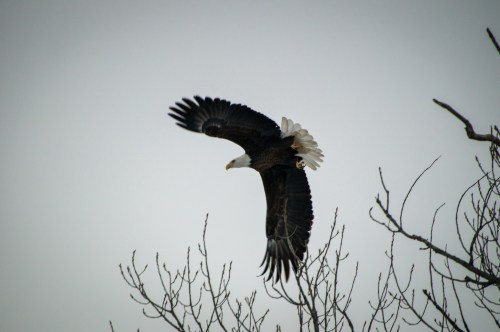 A bald eagle soaring gracefully above bare tree branches against a gray sky.