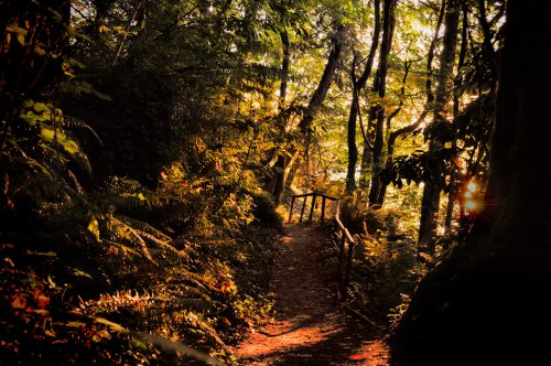 A sunlit forest path surrounded by lush greenery and trees, creating a serene and inviting atmosphere.