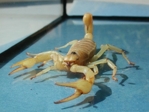 A close-up of a yellow scorpion on a blue surface inside a glass enclosure.