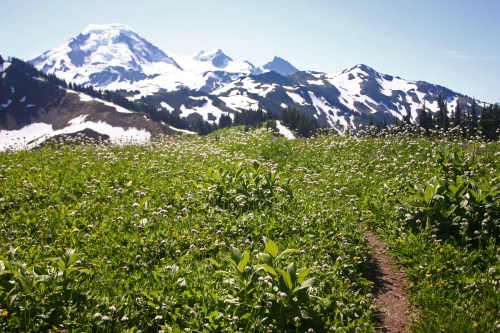 A scenic mountain landscape with snow-capped peaks and a vibrant green meadow filled with wildflowers.