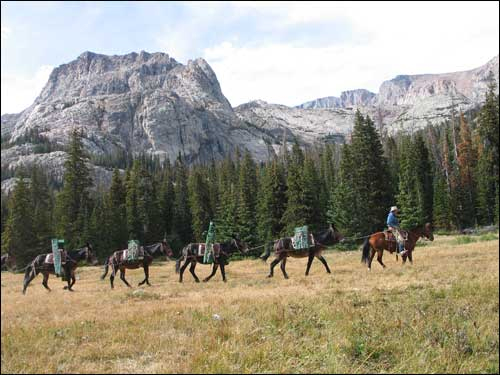 A person on horseback leads a line of pack horses through a grassy area with mountains and trees in the background.