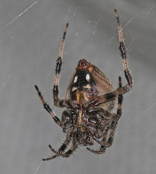 Close-up of a spider hanging in its web, showcasing its detailed body and legs against a blurred background.