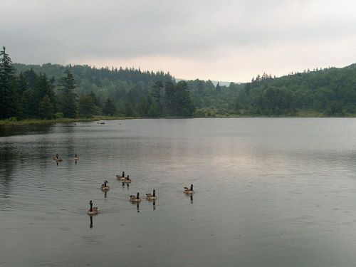 A serene lake surrounded by trees, with a group of ducks swimming in the calm water under a cloudy sky.