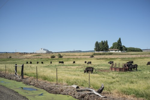 A rural landscape with grazing cows, a barn, and trees under a clear blue sky.