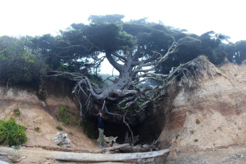 A person stands beside a large tree with sprawling roots on a cliff, surrounded by fog and coastal vegetation.