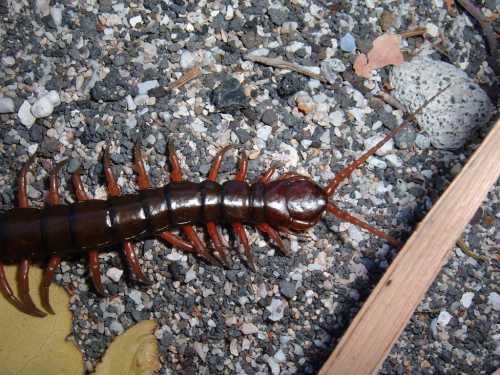 A large centipede with a dark body and reddish legs crawling on gravel and leaves.