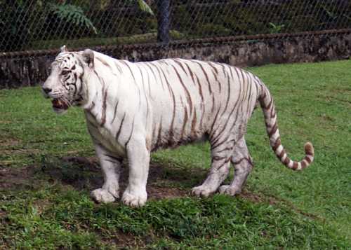 A white tiger with black stripes stands on grass, showcasing its distinctive coat and powerful build.