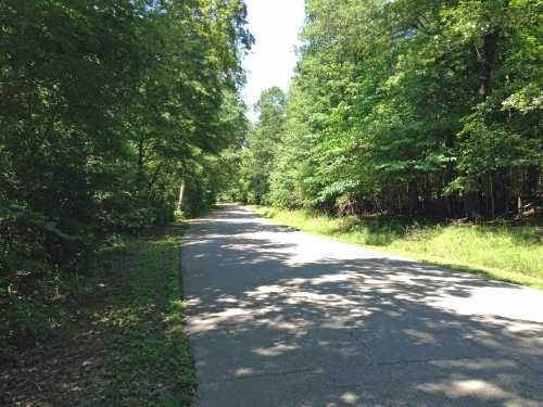 A quiet, tree-lined road surrounded by lush greenery under a clear blue sky.