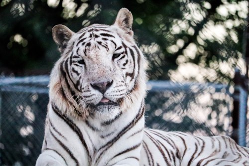 A close-up of a white tiger resting, with its eyes half-closed and a calm expression against a blurred background.