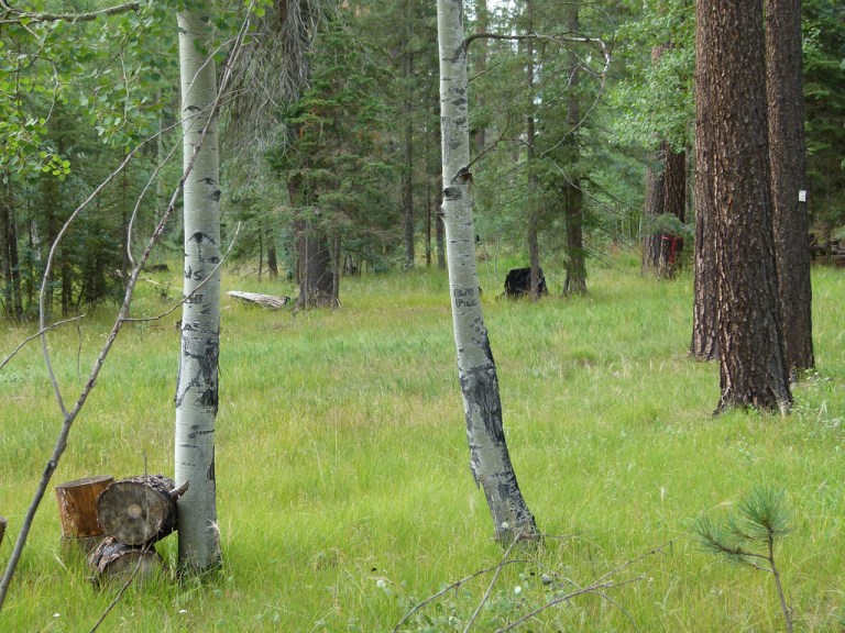 Tranquil Wilderness In The High Country - Hannagan Meadow Campground