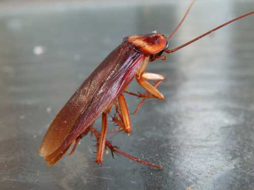 Close-up of a brown cockroach on a metallic surface, showcasing its wings and antennae.