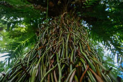 A close-up view of a tree trunk entwined with long, green vines, surrounded by lush ferns and foliage.