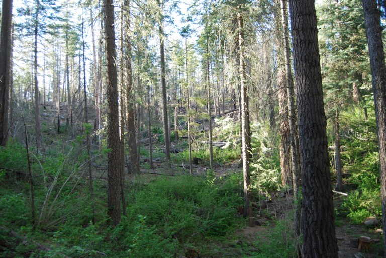 Woodland Escape In The Rim Country - Canyon Point Campground