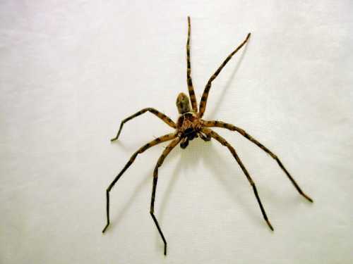 A large spider with long legs and a patterned body, positioned on a light-colored surface.