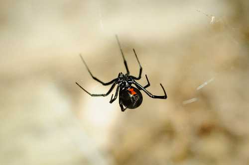 A close-up of a black widow spider hanging in its web, showcasing its glossy black body and distinctive red hourglass marking.