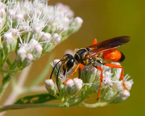 A close-up of a vibrant orange and black bee on a cluster of small white flowers.