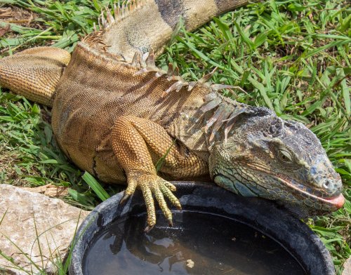 A large iguana resting on grass near a shallow water bowl, with its tongue out and spiky back visible.