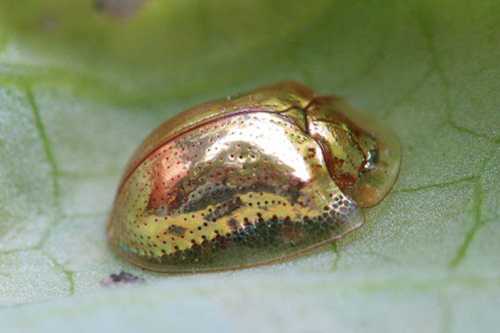 A shiny golden beetle resting on a green leaf, showcasing its metallic sheen and intricate texture.