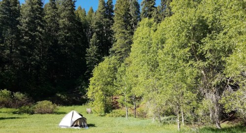 A tent set up in a grassy area surrounded by tall trees and lush greenery under a clear blue sky.