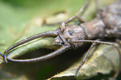 Close-up of a beetle with prominent pincers resting on a green leaf.